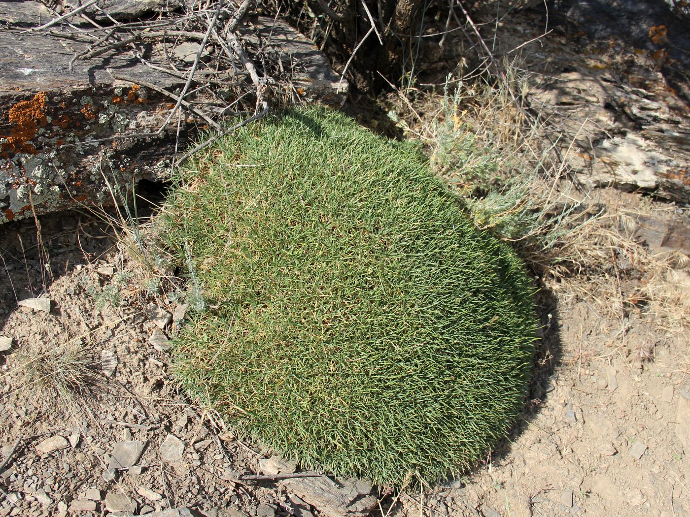 Image of Acantholimon subavenaceum specimen.