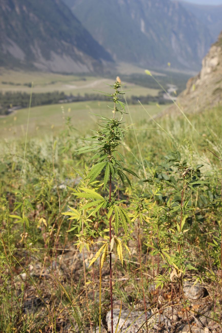 Image of Cannabis sativa var. spontanea specimen.