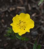 Potentilla adscharica. Цветок. Республика Ингушетия, Джейрахский р-н, окр. башенного комплекса Бархане. 22 июня 2022 г.