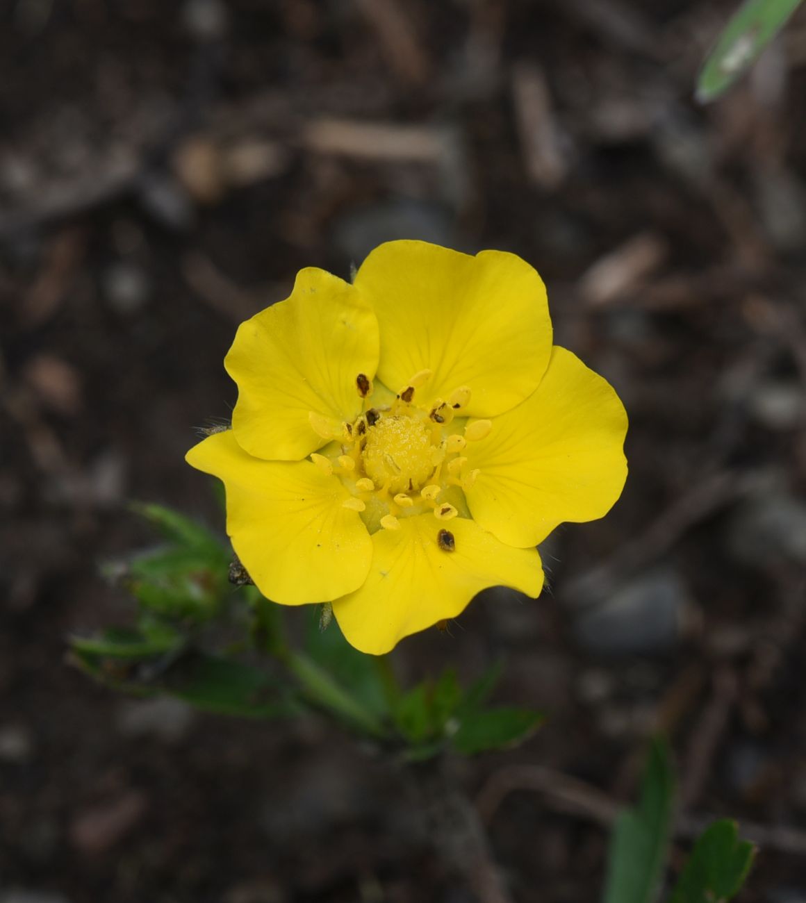 Изображение особи Potentilla adscharica.