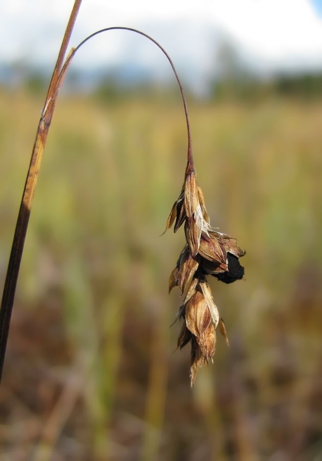 Image of Carex limosa specimen.