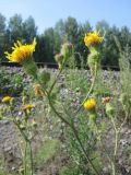 Sonchus arvensis. Верхушка цветущего растения. Томск, железнодорожная насыпь. 08.08.2012.