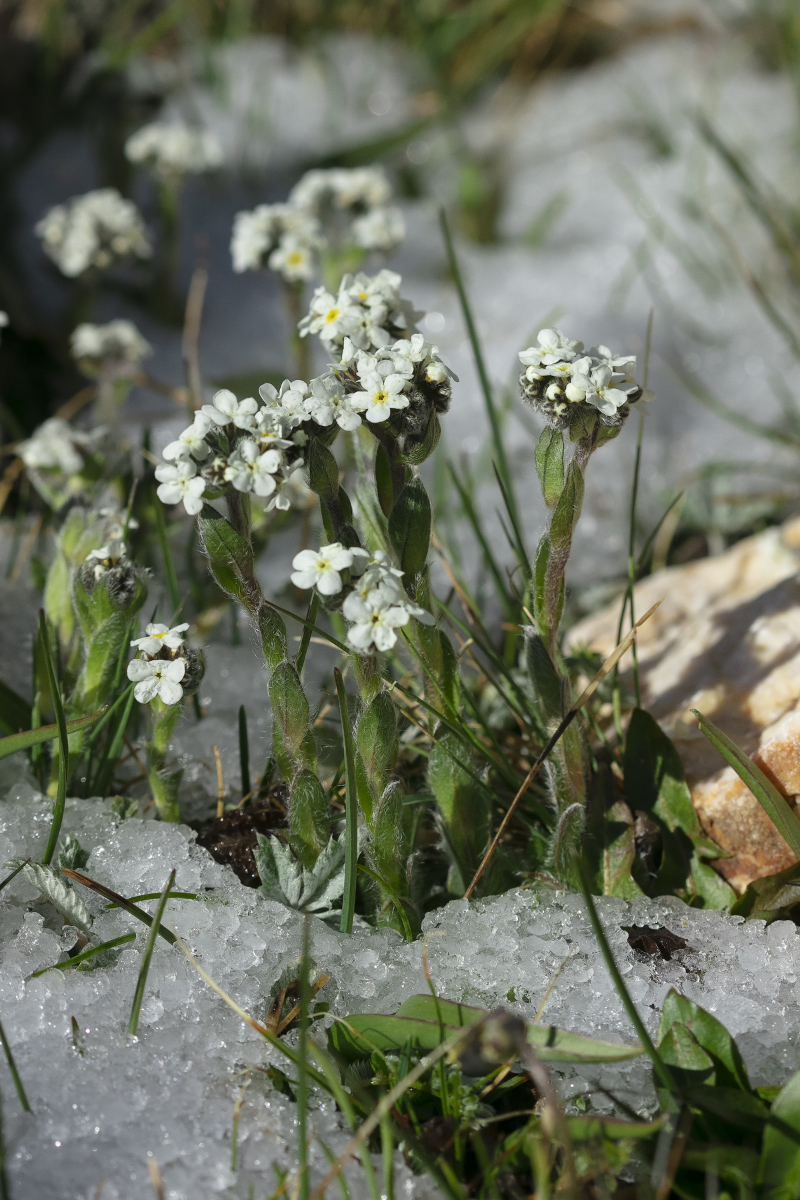 Изображение особи Eritrichium villosum.