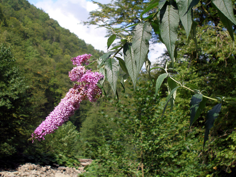Image of Buddleja davidii specimen.