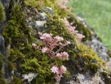 Sedum hispanicum