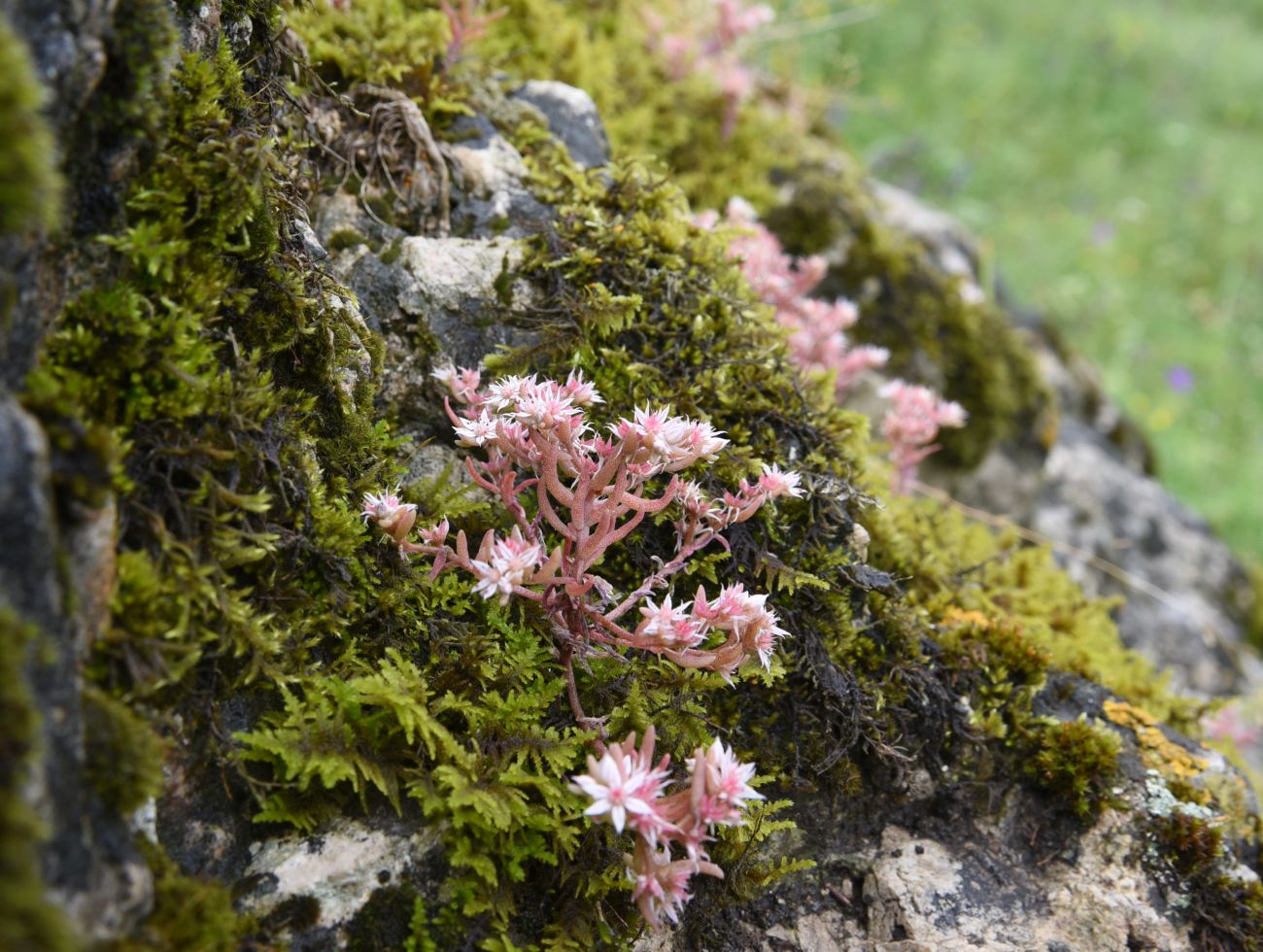 Изображение особи Sedum hispanicum.