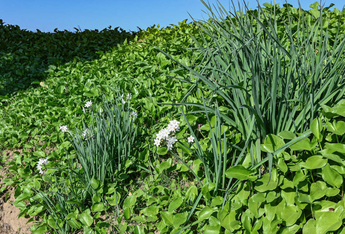 Image of Narcissus papyraceus specimen.