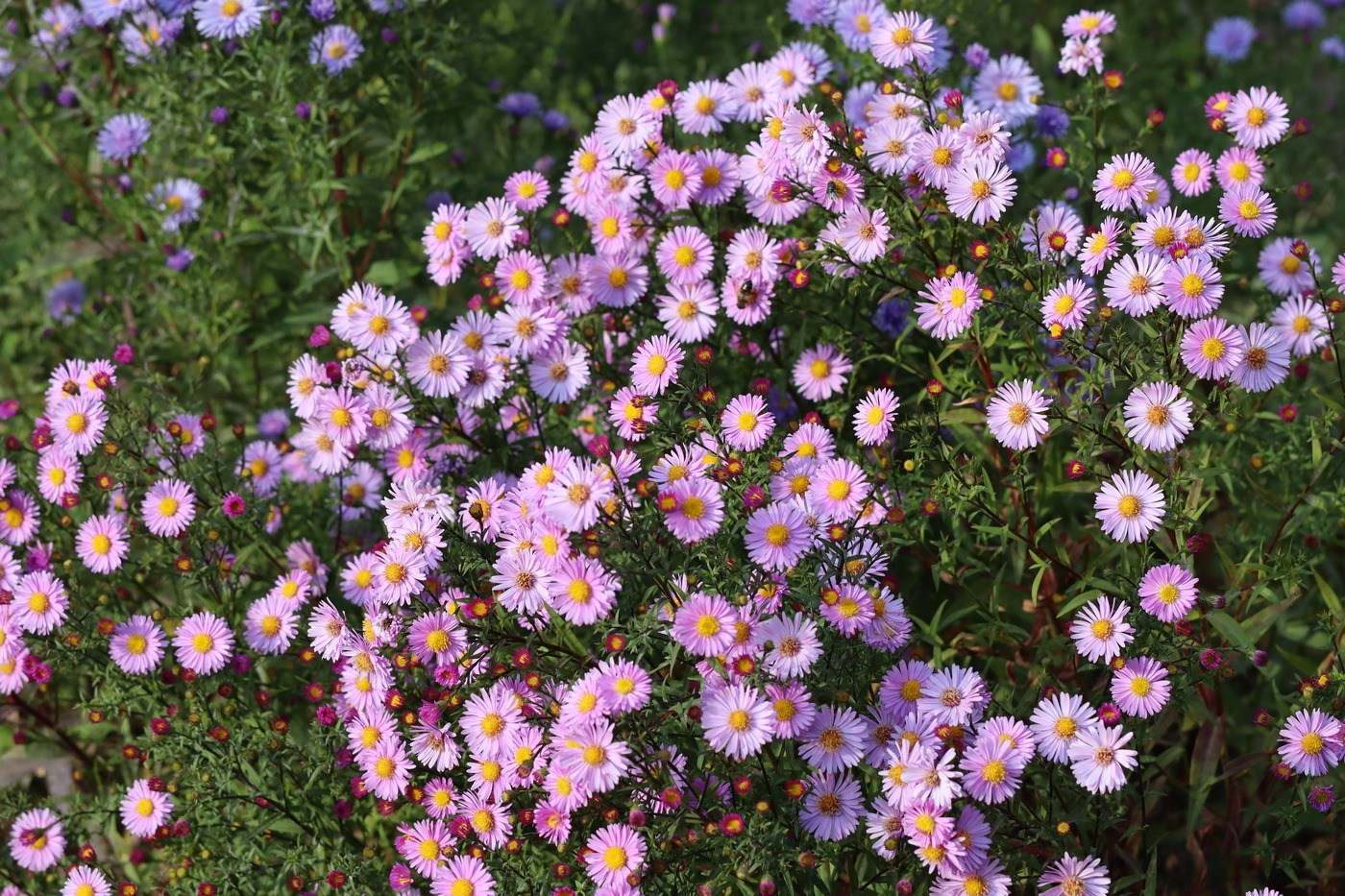 Изображение особи Symphyotrichum &times; versicolor.