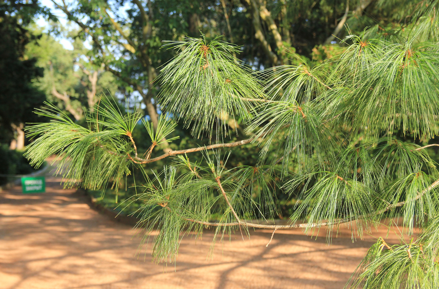 Image of Pinus wallichiana specimen.