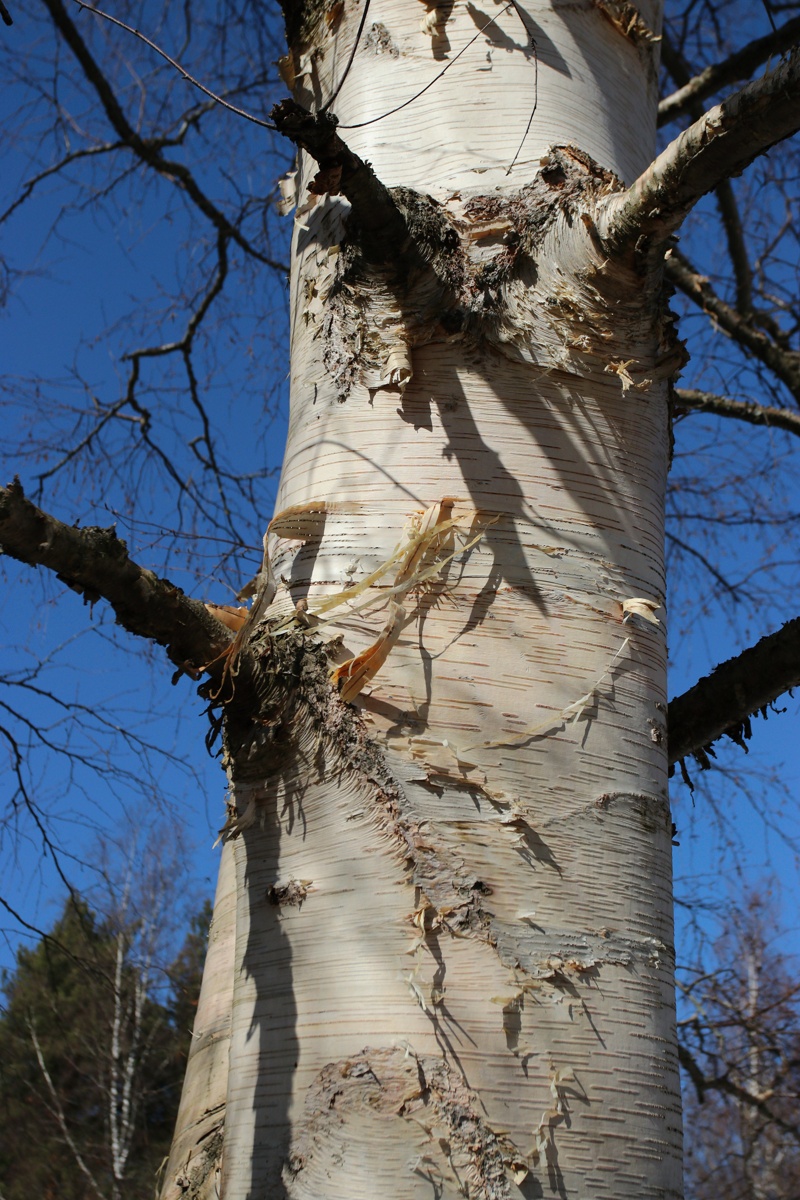 Изображение особи Betula papyrifera.