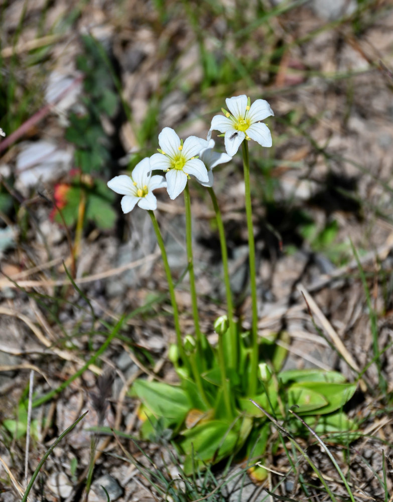 Image of Parnassia laxmannii specimen.