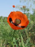 Papaver stevenianum. Цветок. Луганская народная республика, г. Луганск, окр. пос. Вергунский Разъезд, насыпной грунт в основании памятника. 19.05.2023.