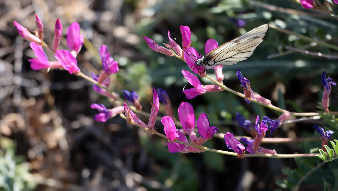 Изображение особи Oxytropis pseudorosea.