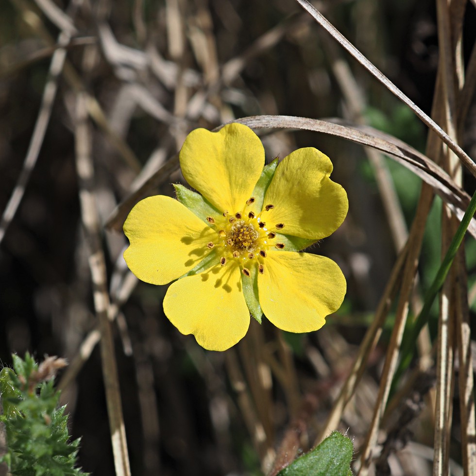 Image of Potentilla humifusa specimen.