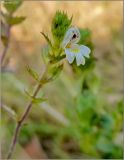 genus Euphrasia. Цветок. Тверская обл., Ржевский р-н, р. Волга, окр. переката Рождественский, пойменный луг. 6 августа 2010 г.