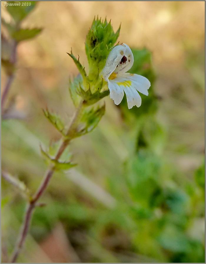 Изображение особи род Euphrasia.