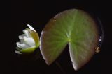 Nymphaea candida