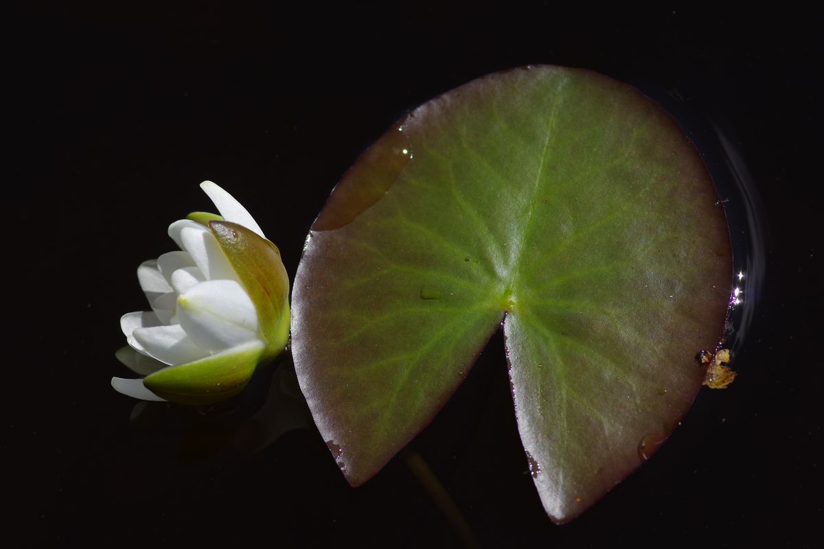 Изображение особи Nymphaea candida.