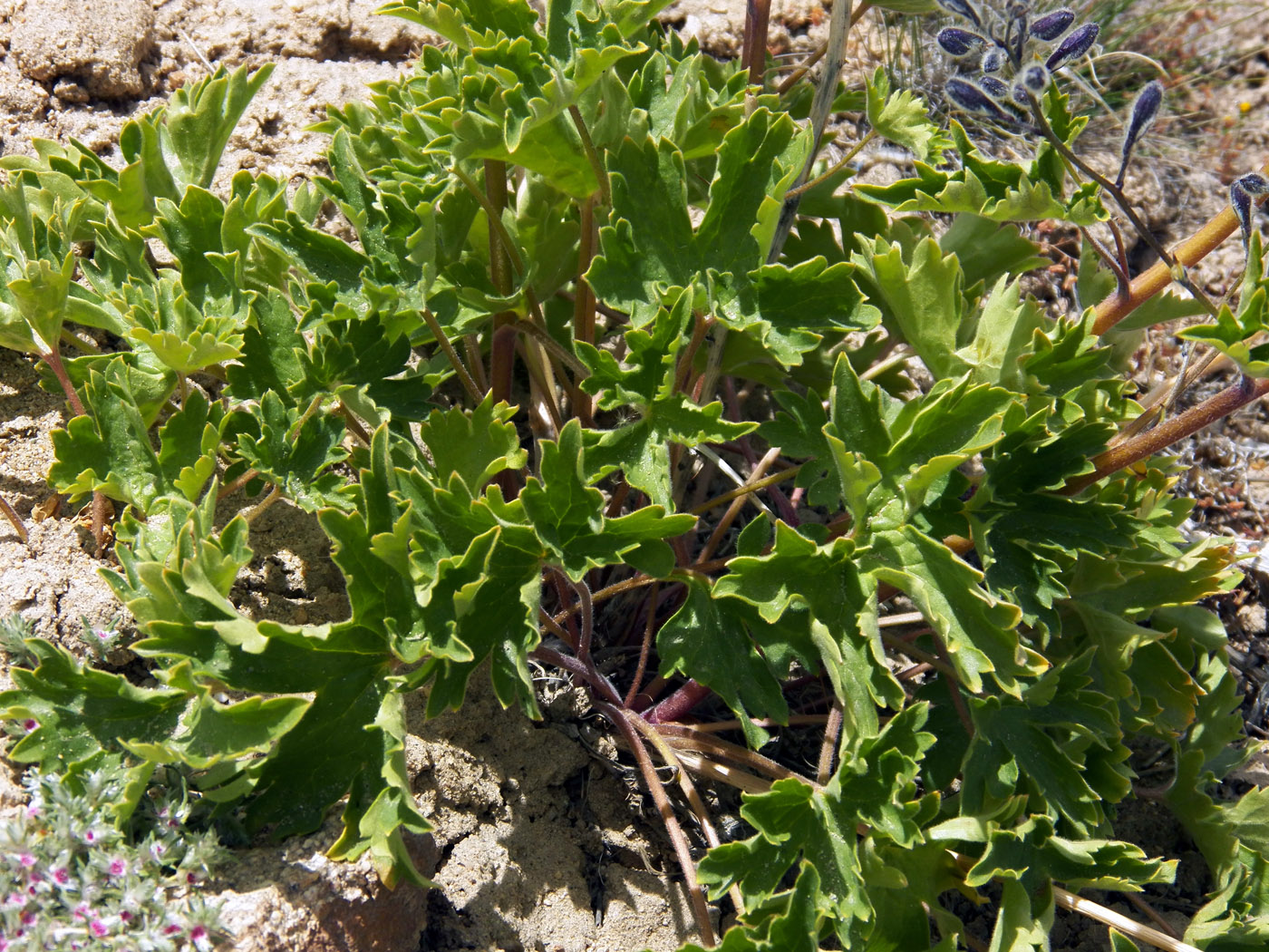 Image of Delphinium brunonianum specimen.