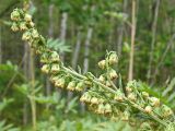 Artemisia maximovicziana