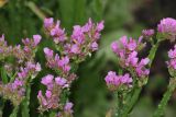 Limonium sinuatum