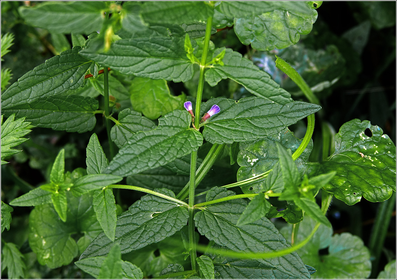 Изображение особи Scutellaria galericulata.