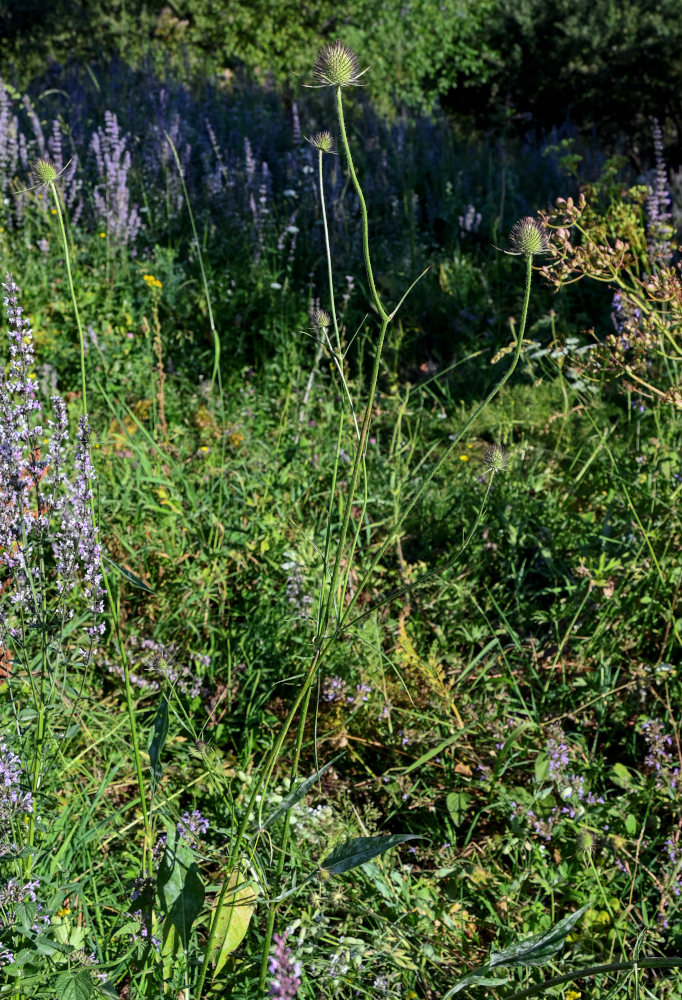 Изображение особи Dipsacus dipsacoides.