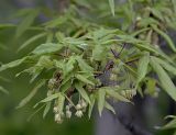 Acer mandshuricum