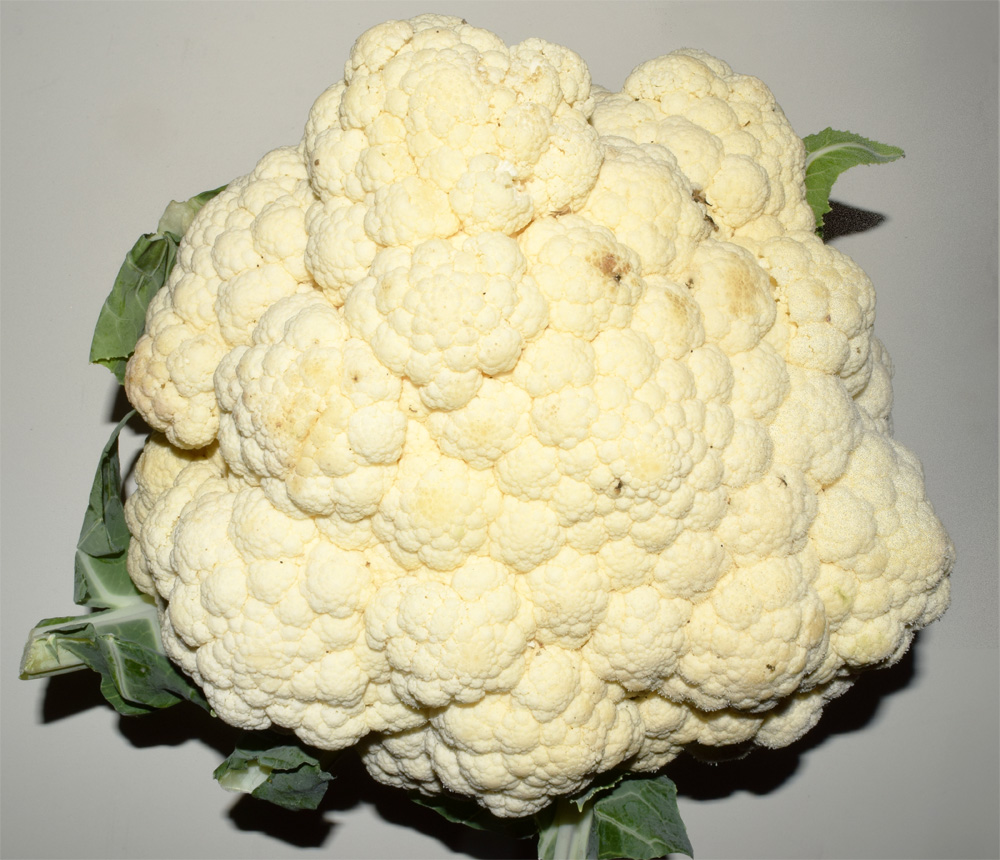Image of Brassica oleracea var. botrytis specimen.