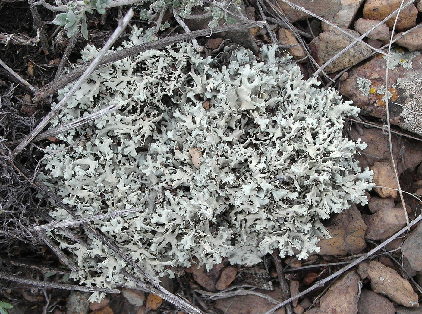 Image of Xanthoparmelia vagans specimen.