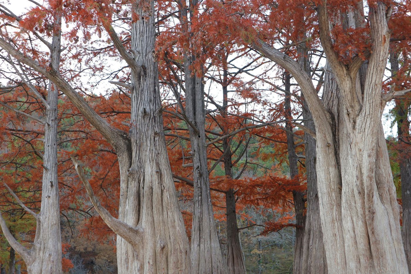 Изображение особи Taxodium distichum.