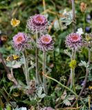 Erigeron lachnocephalus