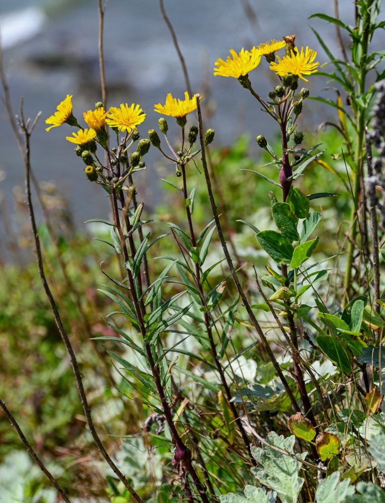 Изображение особи Hieracium umbellatum.