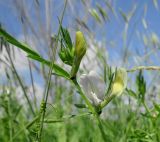 Vicia grandiflora