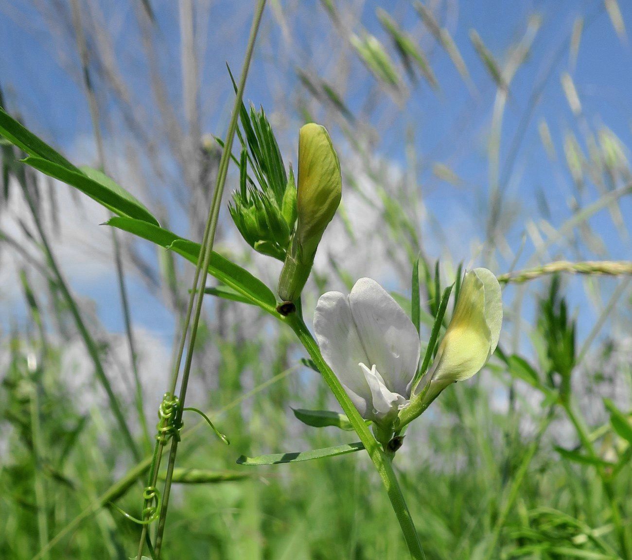 Image of Vicia grandiflora specimen.