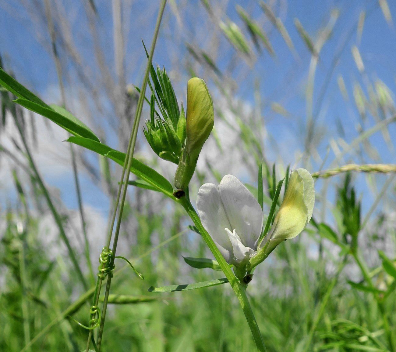 Изображение особи Vicia grandiflora.