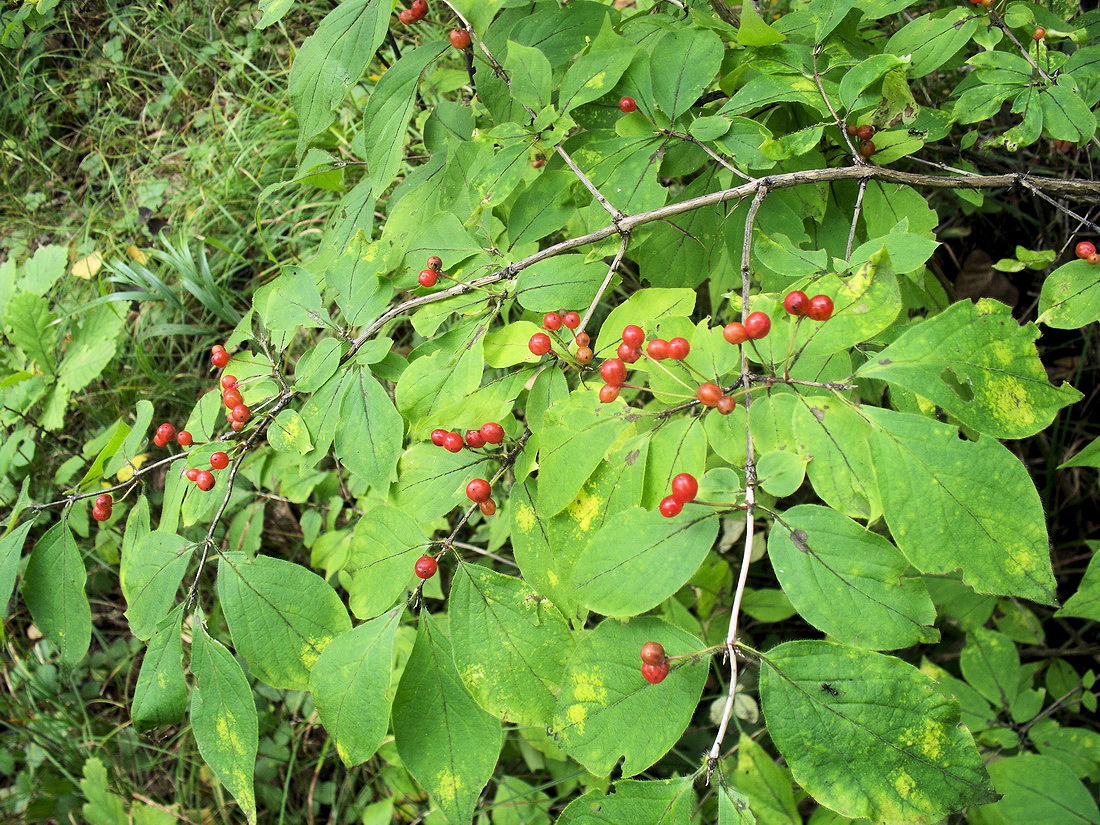 Image of Lonicera chrysantha specimen.