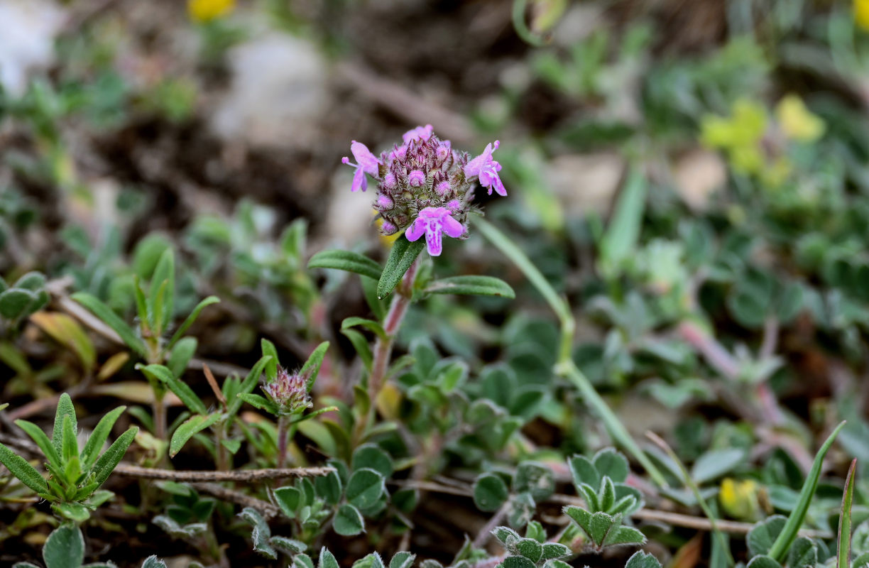 Изображение особи род Thymus.