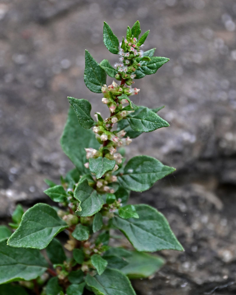 Image of Parietaria judaica specimen.