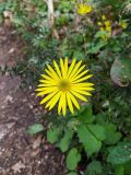 Doronicum orientale