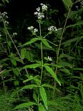 Galium physocarpum