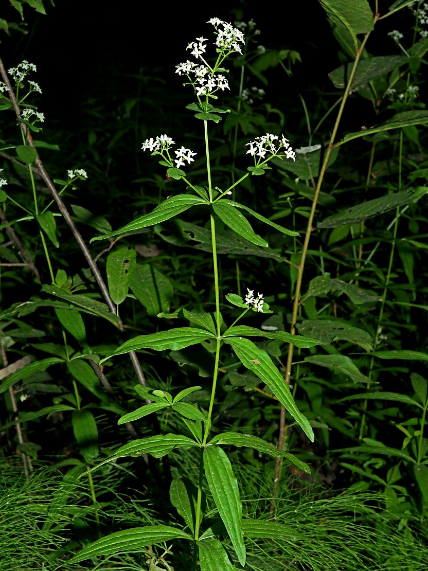 Image of Galium physocarpum specimen.