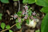 Sedum stoloniferum