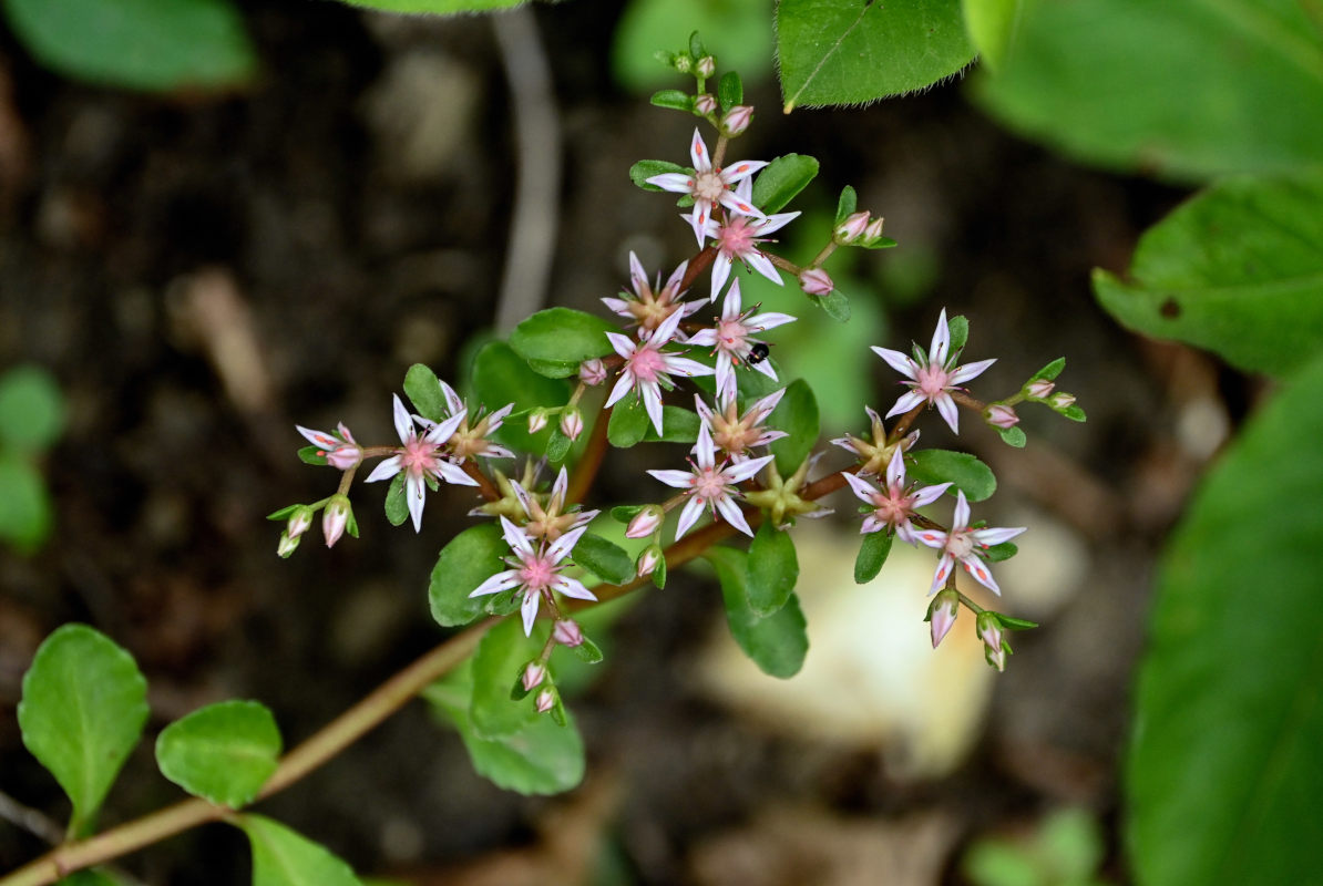 Изображение особи Sedum stoloniferum.