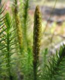 Lycopodium annotinum