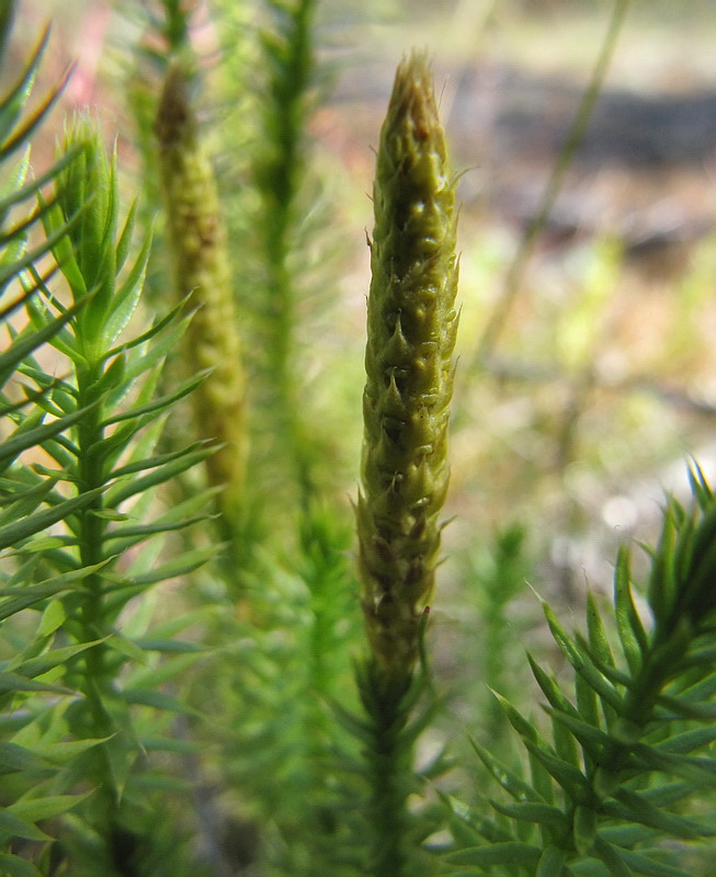 Изображение особи Lycopodium annotinum.