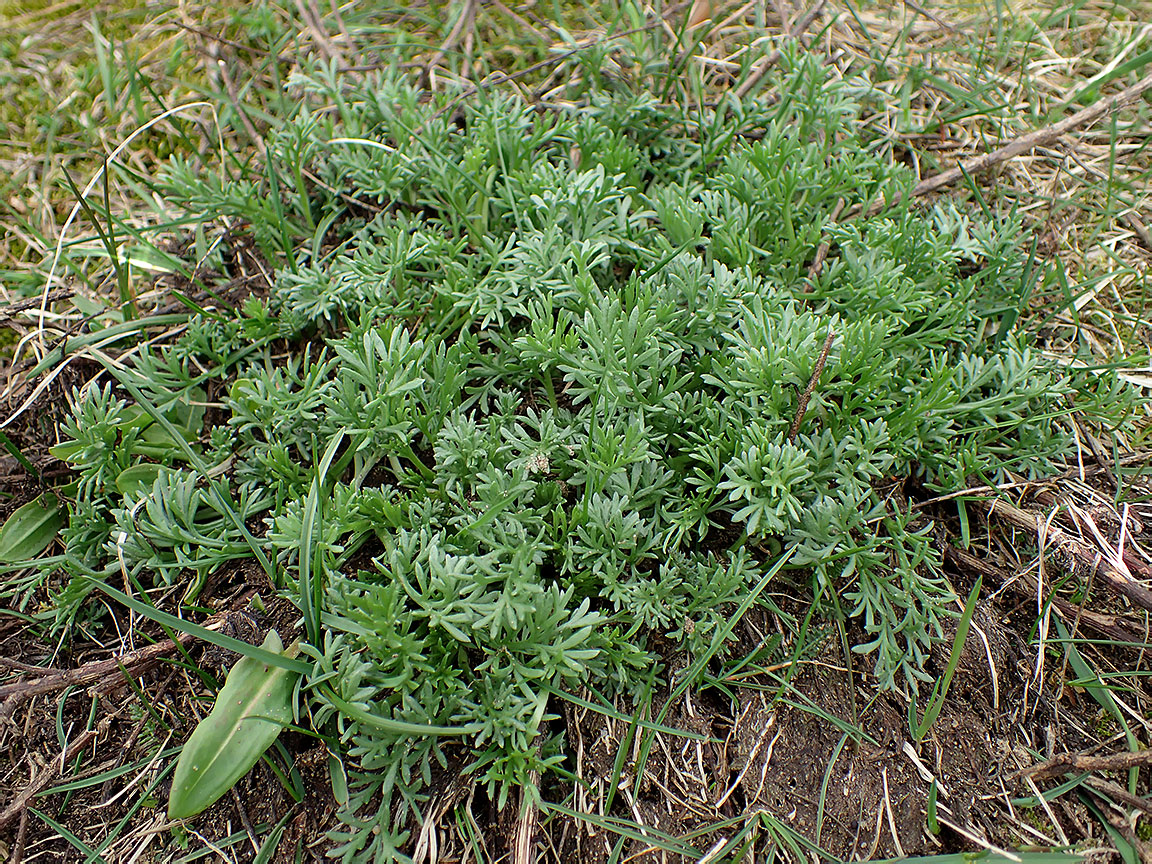 Image of Artemisia absinthium specimen.