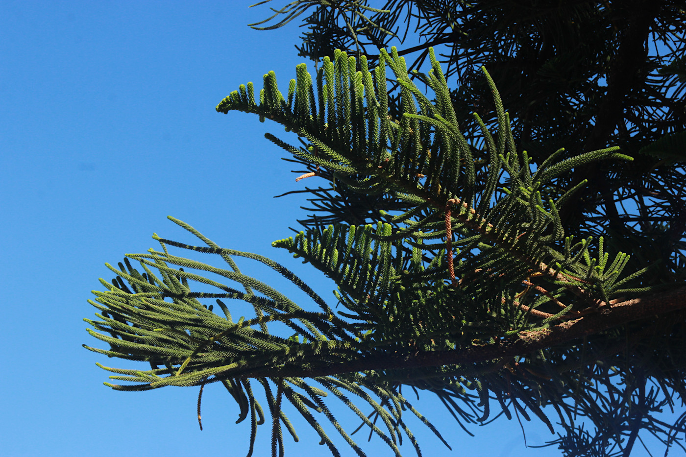 Image of Araucaria heterophylla specimen.