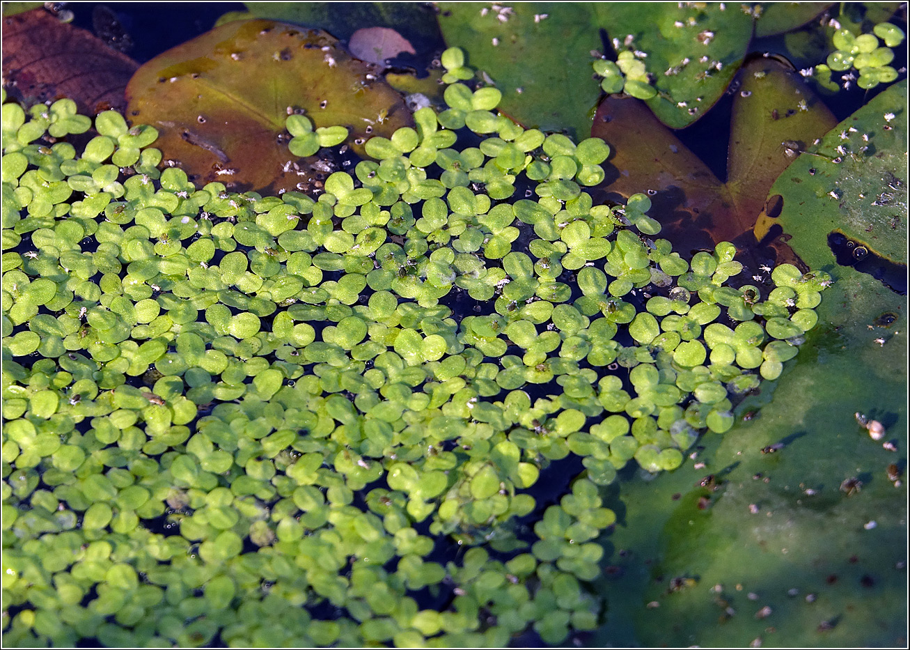 Image of Lemna gibba specimen.