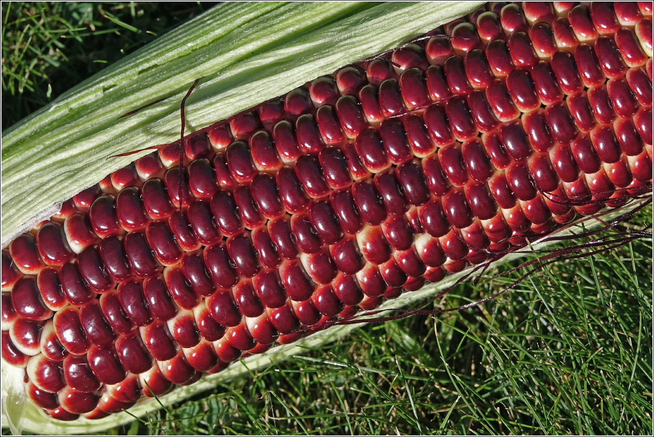 Изображение особи Zea mays.